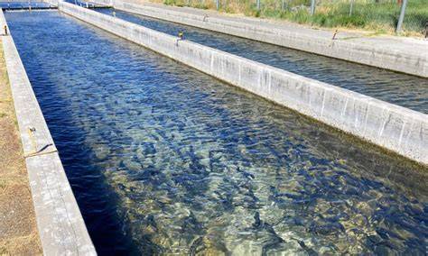 Solution : In-Pond Raceway Systems for Fish Farming - raincitystudios.com