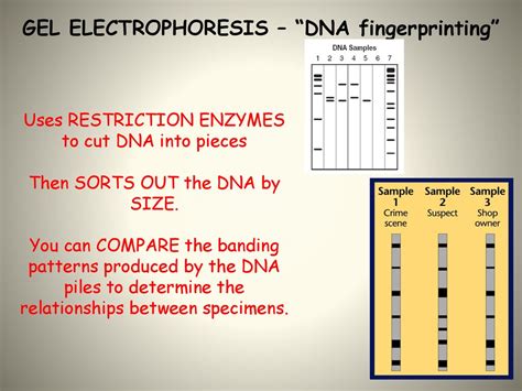 Solved: Electrophoresis is used to_ . clone genes cut DNA into ... - wintechmobiles.com