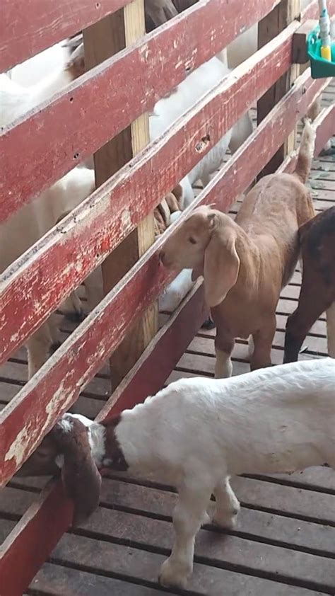 Somali Breeding Goats – Strong Genetics, Fast Growth ... - raincitystudios.com