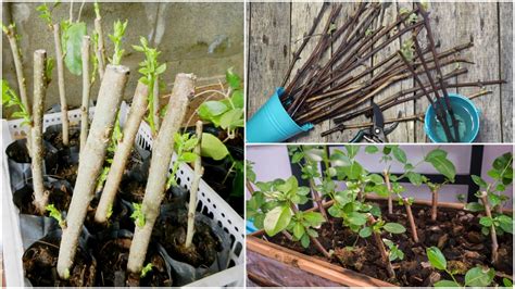 Some Good Plants to Propagate with Hardwood Cuttings - raincitystudios.com