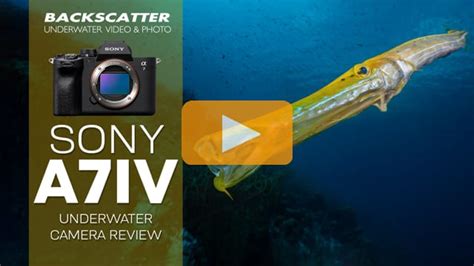Sony a7 IV Underwater Camera Review - Backscatter - balustradellc