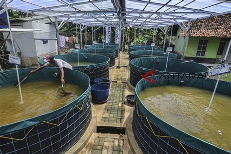 SOP Budidaya Ikan Lele Bioflok - balustradellc