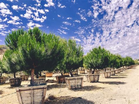 SOP-ToolBox-Nursery and Tree Production - raincitystudios.com