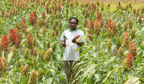 Sorgum: Rahasia Menanam dan Merawat Emas Berharga dari Afrika - balustradellc