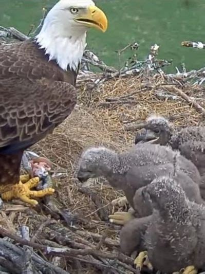 Soul Life Lessons - Animal Guides, Spirit Animal Symbolism, Totem Animals - balustradellc