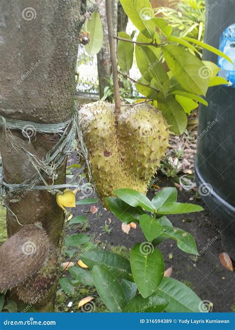 Sour Sop Garden royalty-free images - Shutterstock - raincitystudios.com