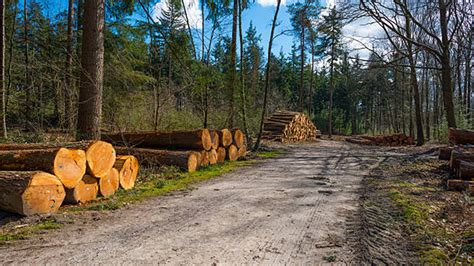 Sourcing Sustainable Wood Without Harming Forest - raincitystudios.com
