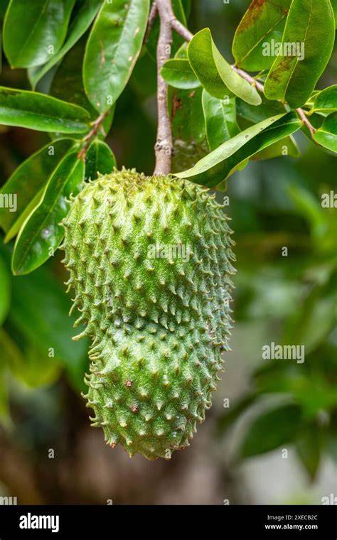Soursop, Guanabana, Annona muricata - Growables - raincitystudios.com