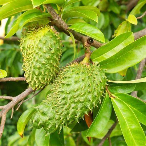Soursop 'Guanabana' Trees for Sale - raincitystudios.com