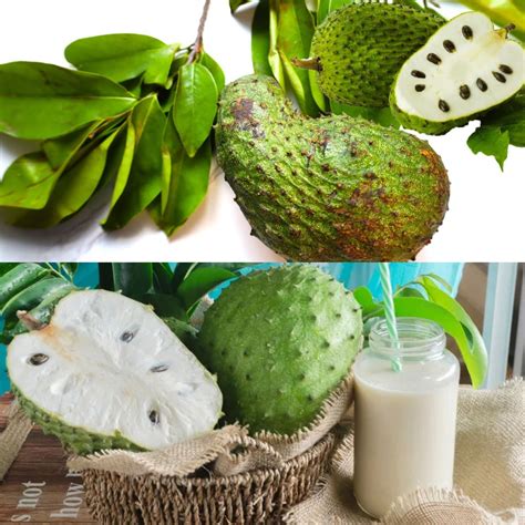 Soursop (Graviola): Health Benefits and Uses - balustradellc
