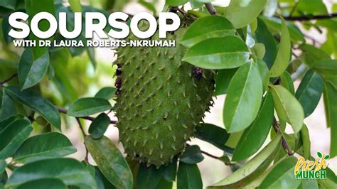 Soursop (Part One) - How To Grow, Health Benefits & More - balustradellc