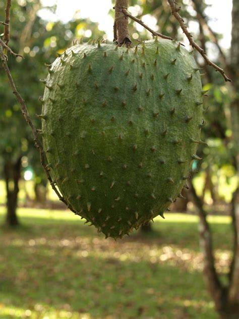 Soursop — A Natural Farm - raincitystudios.com