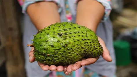 Soursop Fruit Farming Guide For Beginners | Agri Farming - balustradellc