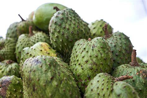 Soursop fruit farming - Natural Green Movement - raincitystudios.com
