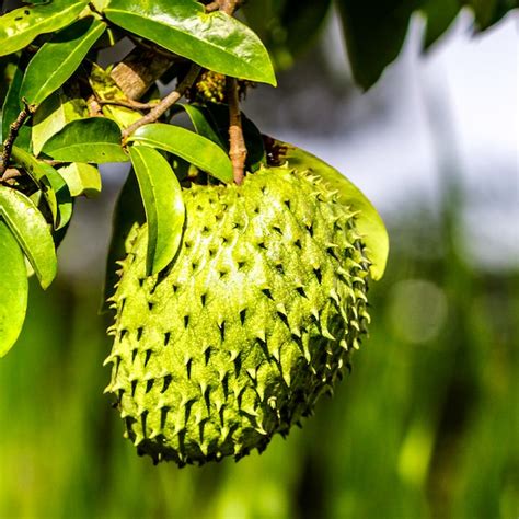 Soursop Fruit Plants at Lowes.com - balustradellc