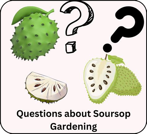 Soursop Gardening: A Complete Guide - Backyard … - balustradellc