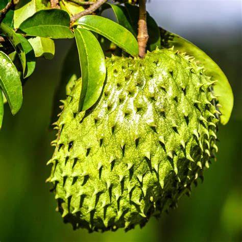 Soursop Plant Live for Planting, Annona Muricata Sweet Soursop Tree ... - raincitystudios.com