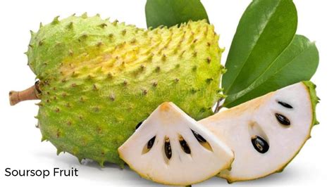 Soursop Plant Seeds: - Live to Plant - balustradellc