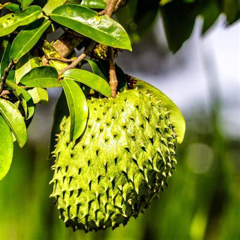 Soursop - Annona muricata - Seeds - Trade Winds Fruit - raincitystudios.com