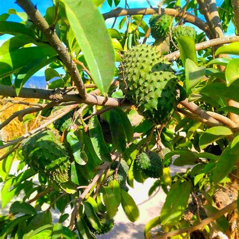 Soursop Tree for Sale - Buying & Growing Guide - balustradellc
