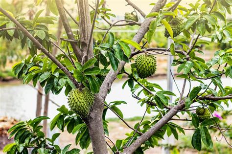 Soursop Tree - Guanabana - Live Plant in a 3 Gallon … - raincitystudios.com