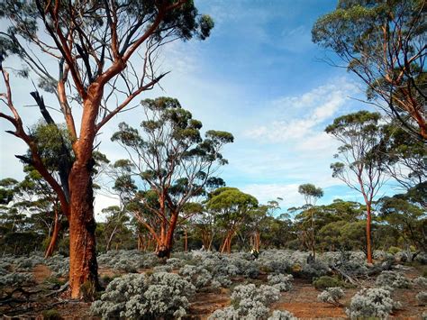 South Australian Mediterranean Forests, Woodlands - raincitystudios.com