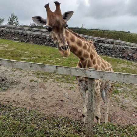 SOUTH LAKES SAFARI ZOO (Lindal-in-Furness) - Tripadvisor