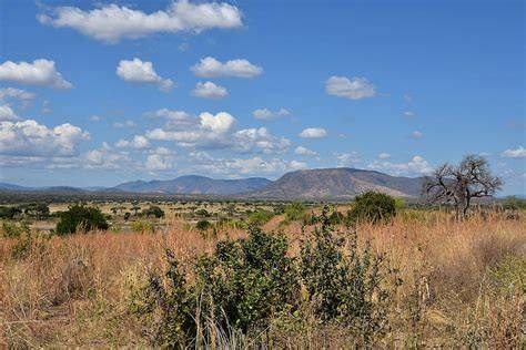 Southern Acacia–Commiphora bushlands and thickets - raincitystudios.com