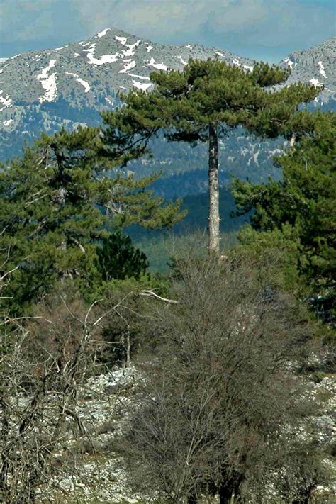 Southern Anatolian montane conifer and deciduous forests - raincitystudios.com