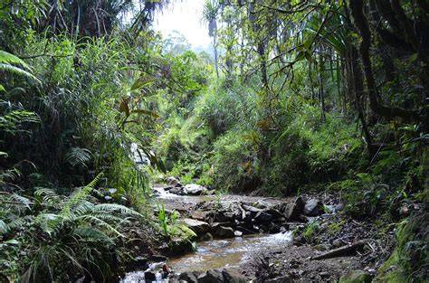 Southern New Guinea freshwater swamp forests - Wikiwand - raincitystudios.com