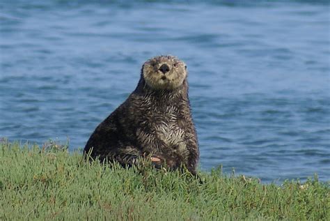 Southern Sea Otter - U.S. Fish and Wildlife Service - wintechmobiles.com