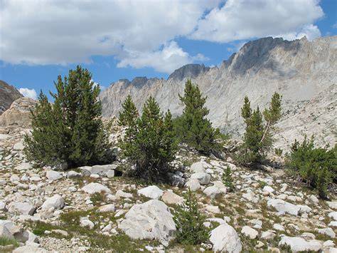 Southern Sierra Subalpine Forests - Natural Atlas - raincitystudios.com
