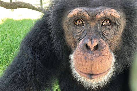 Southwest Florida's Center for Great Apes Celebrates … - raincitystudios.com