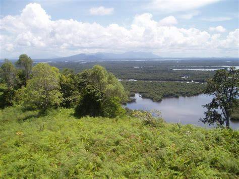 Southwest_Borneo_freshwater_swamp_forests References - raincitystudios.com