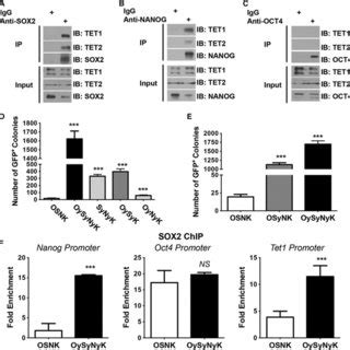 SOX2-YAPTAD and Its Interaction with TET1/2 Are Critical