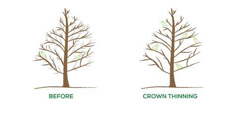 Spacing, thinning, pruning, and rotation length | Plantation ... - raincitystudios.com