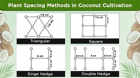 Spacing Requirements in Coconut Farming Explained - raincitystudios.com