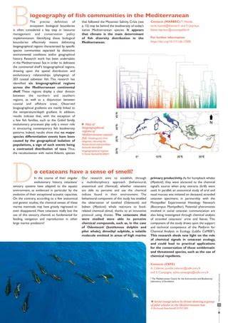 Spanish Mediterranean regions protect Cetaceans - raincitystudios.com