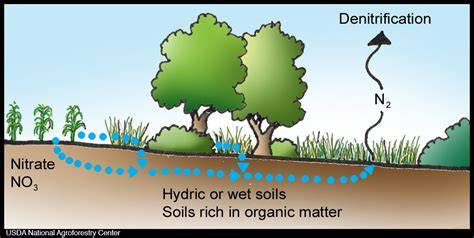 Spatial-seasonal variation of soil denitrification under three riparian ... - raincitystudios.com
