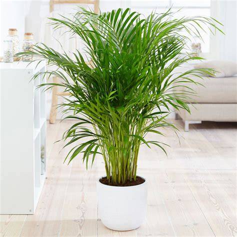 Special Areca Palm Live Indoor Plant, Green, Air Purifying, Low ... - raincitystudios.com