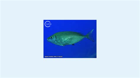 Species Gallery | National Wood Flooring Association - balustradellc