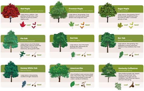 Species Guide: Common Urban Trees - Urban … - raincitystudios.com
