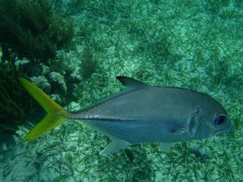 Species Identification for the Coral Reefs of Belize - muktibox.com
