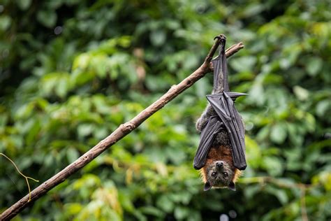 Species Information - The Pinnipeds - muktibox.com