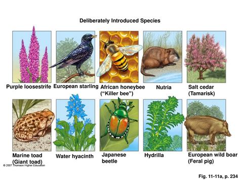 Species - IUCN - muktibox.com