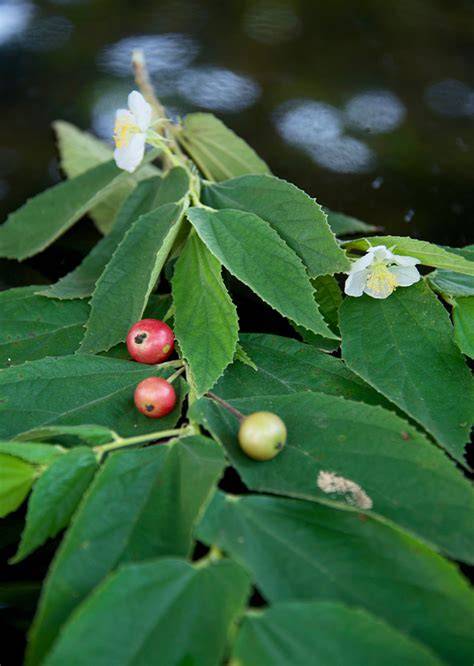 Specimen of Muntingia calabura L. (Muntingiaceae), … - raincitystudios.com