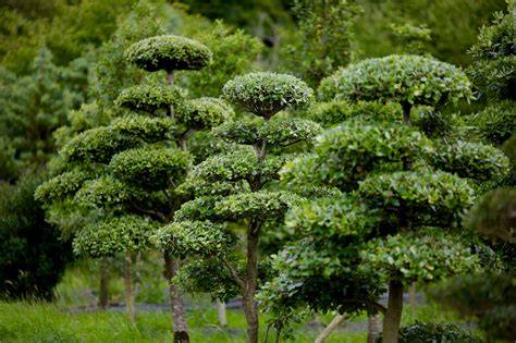 Specimen Trees and Focal Points - almost PERFECT … - raincitystudios.com