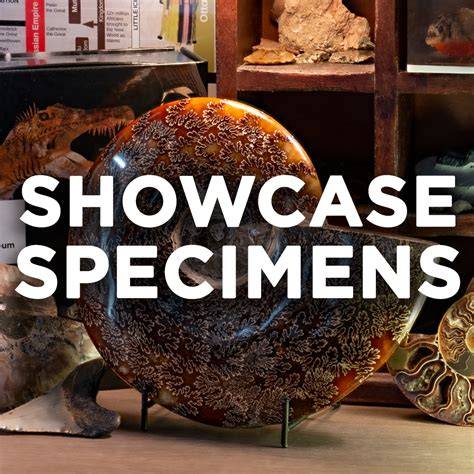 Specimens, Collections, and Tools for Future Biodiversity-Related ... - raincitystudios.com