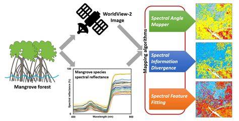Spectral Reflectance-Based Mangrove Species … - raincitystudios.com