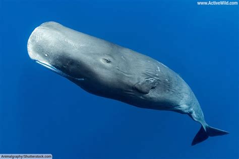 Sperm Whale - Facts, Diet, Habitat & Pictures on … - muktibox.com